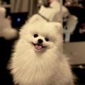 thumb-thumb-thumb-77c97640cbf28df70964613a20c99d67_600x598_0x120_0x120.jpg